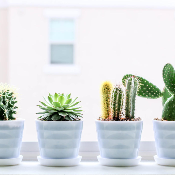 How to Prepare and Care for Your Succulents and Cacti this Winter