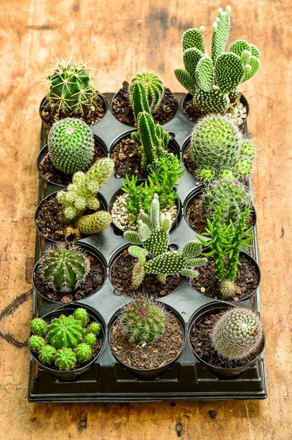 Assorted Cactus Tray - 15 - Cactus en ligne