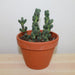 Delosperma Lehmannii 4'' - Cactus en ligne