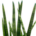 Sansevieria Cylindrica 'Snake Plant' Braid - Cactus en ligne