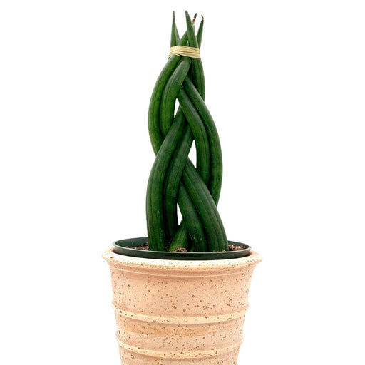 Sansevieria cylindrica snake plant - Cactus en ligne