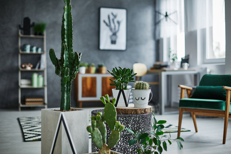 calathea orbifolia standort Calathea Orbifolia | Round Leaf Prayer Plant