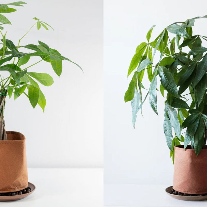 How Bagoplant works and which plants are suitable for it