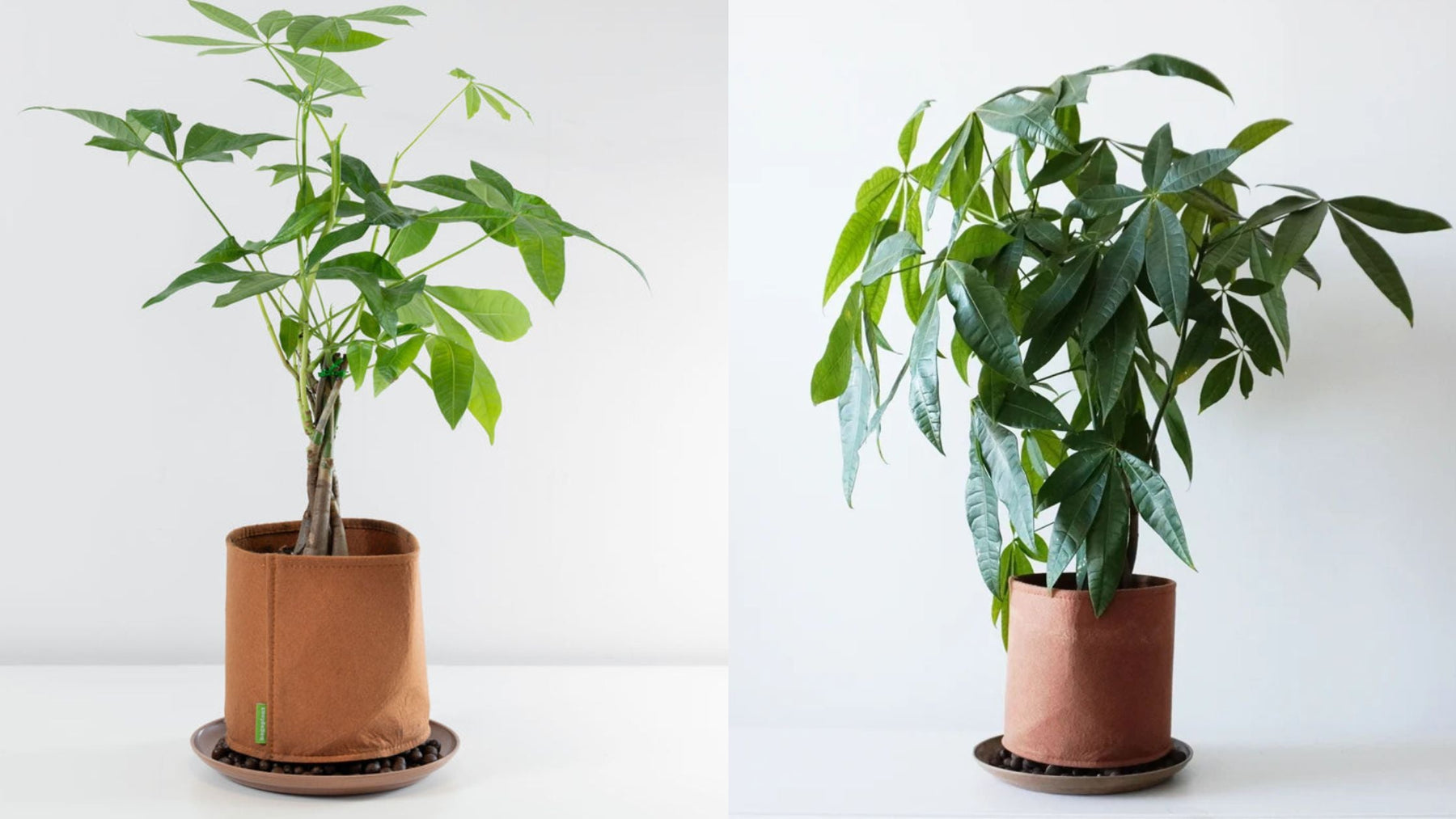 Indoor plant grow bags: how does Bagoplant work and which plants are suitable for it?