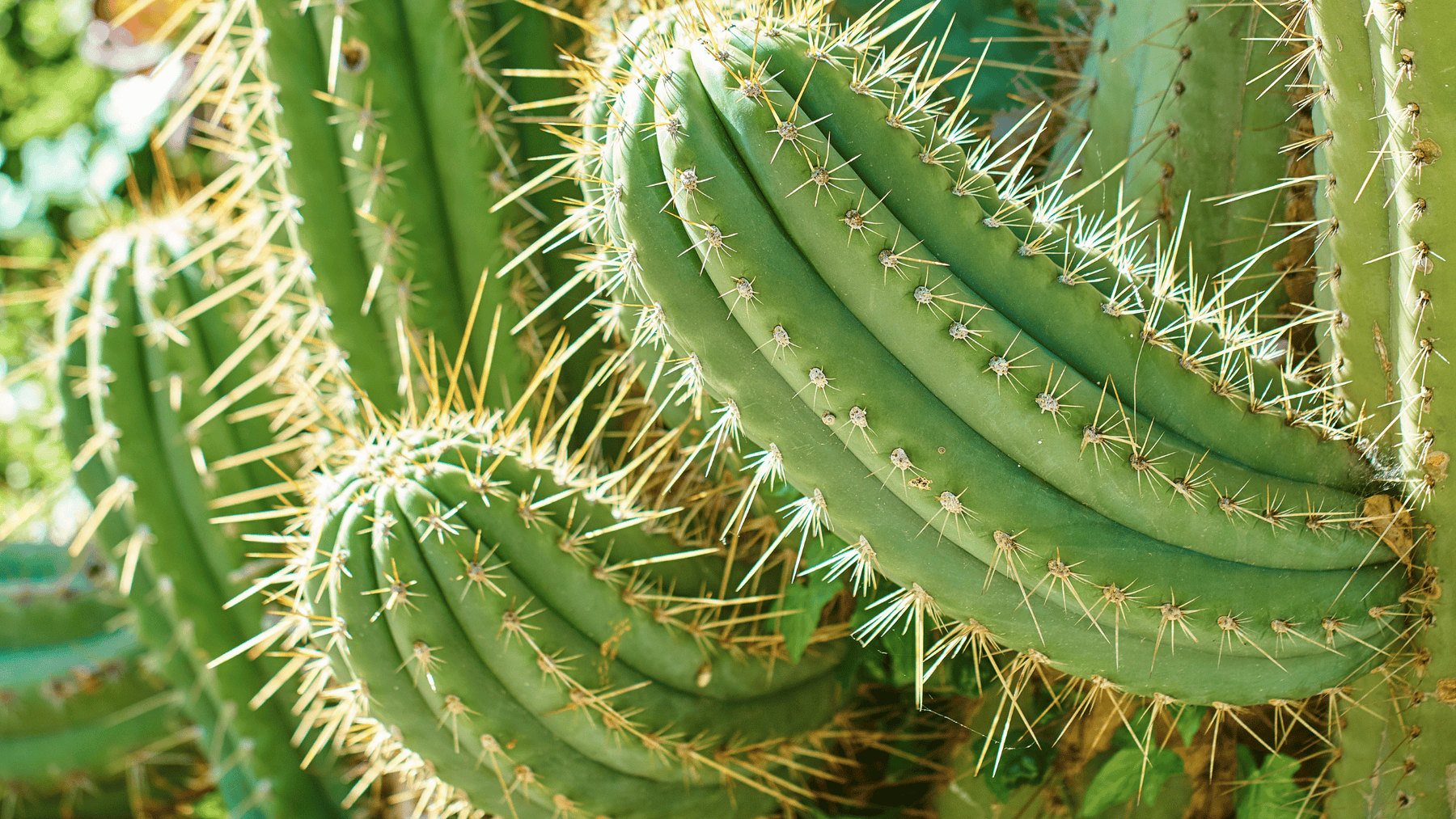 Trichocereus Cactus - Cactus en ligne