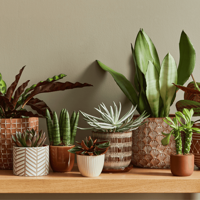 Top 17 Indoor Plants