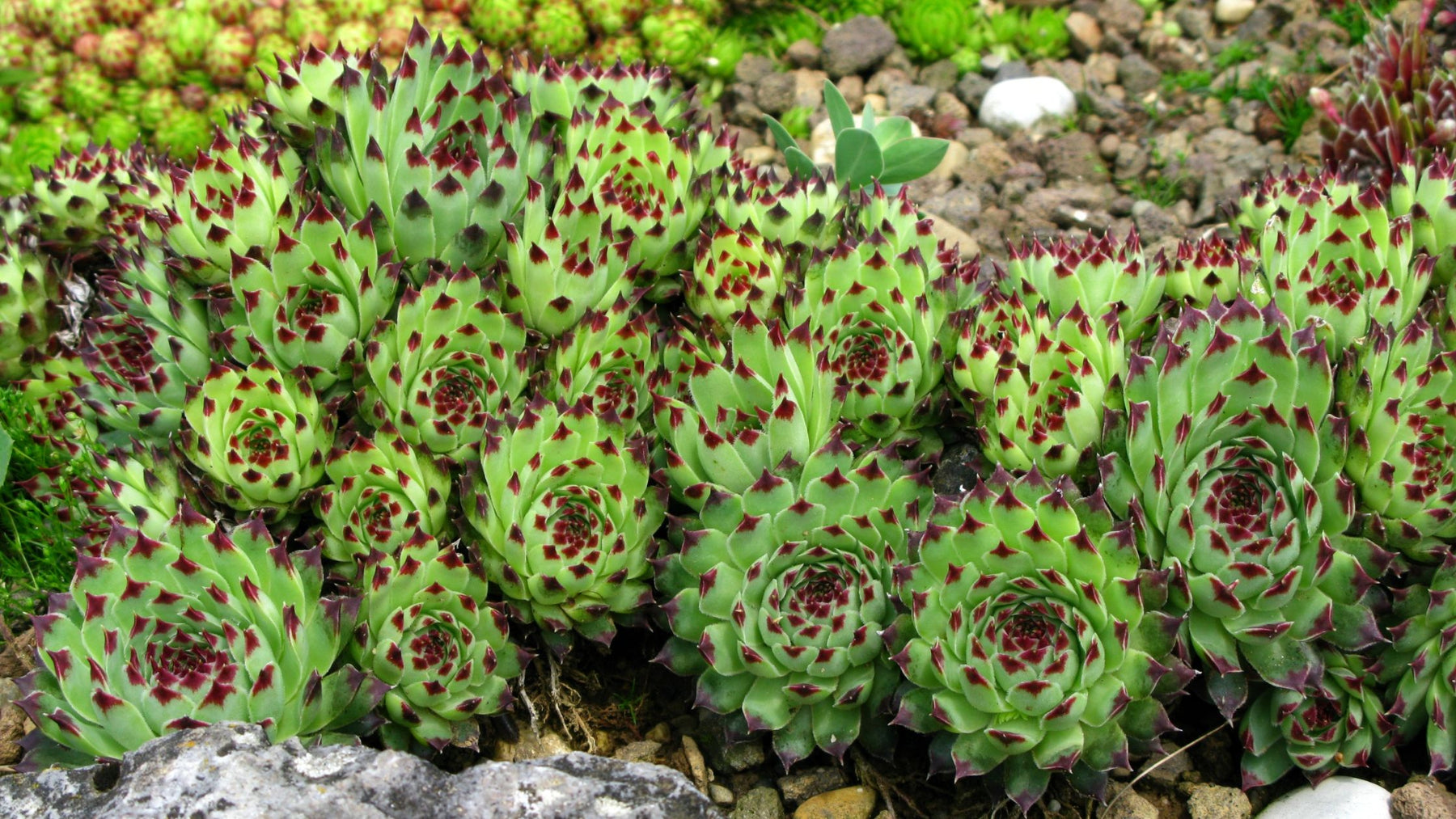 Sempervivum - Cactus en ligne