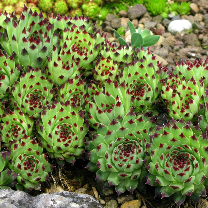 Sempervivum - Cactus en ligne