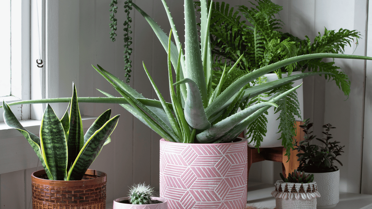 snake plant cylindrica Snake Plant Cylindrica