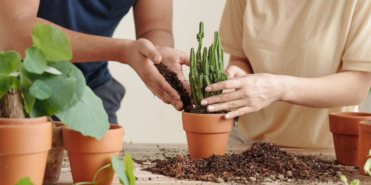 How to Repot a Cactus: A Quick Guide  Cactus en Ligne