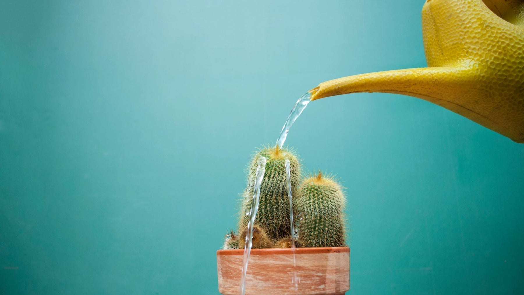 Cactus watering - Cactus en ligne