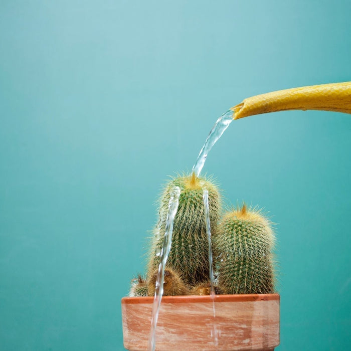Cactus watering - Cactus en ligne