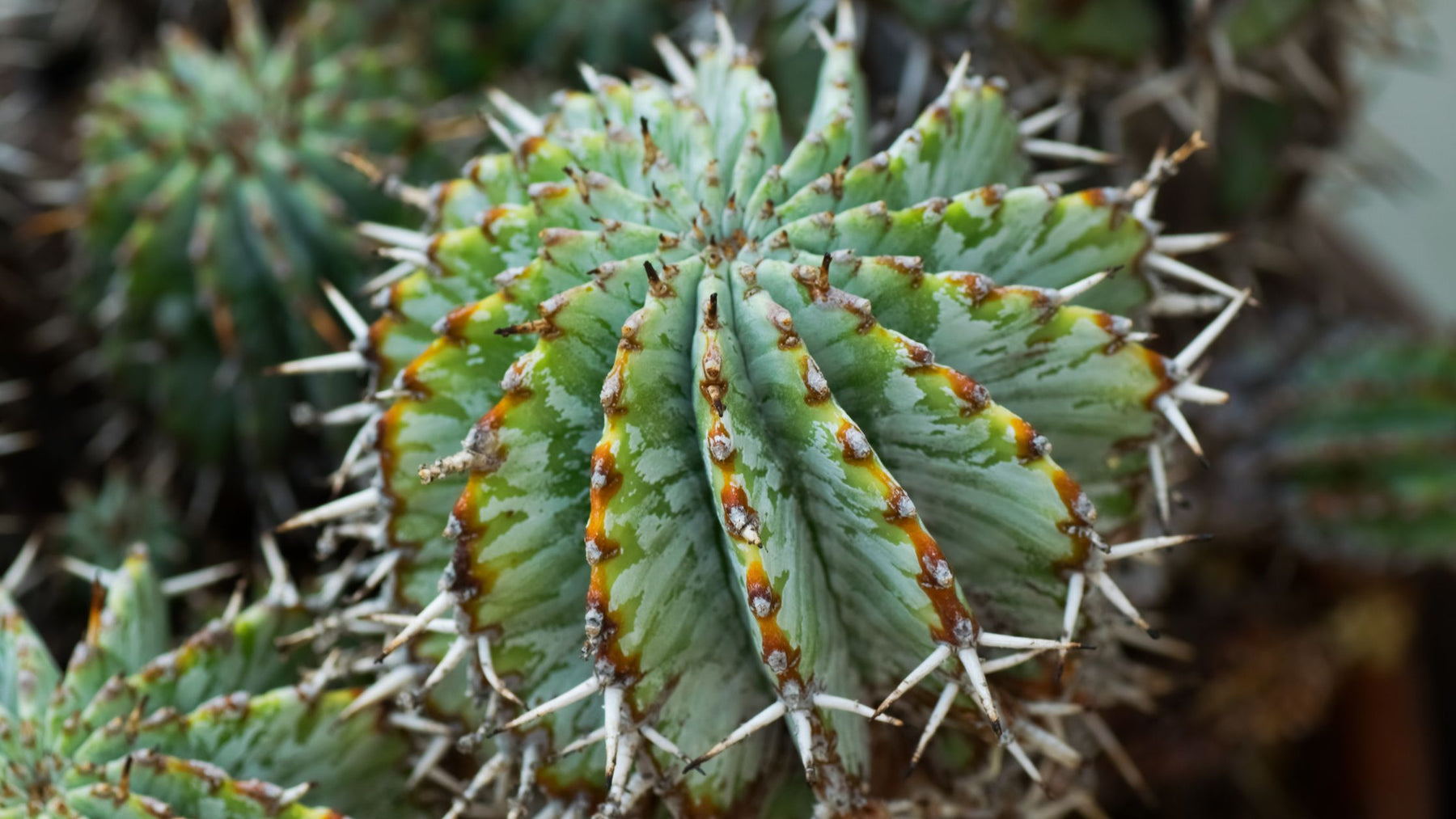 The Dark Side of Plants - Cactus en ligne