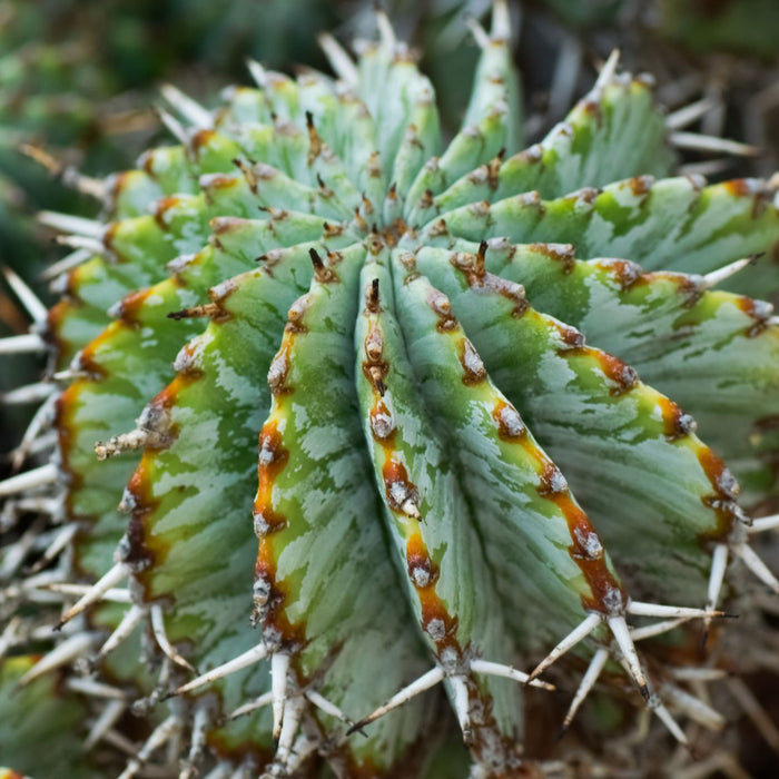 The Dark Side of Plants - Cactus en ligne