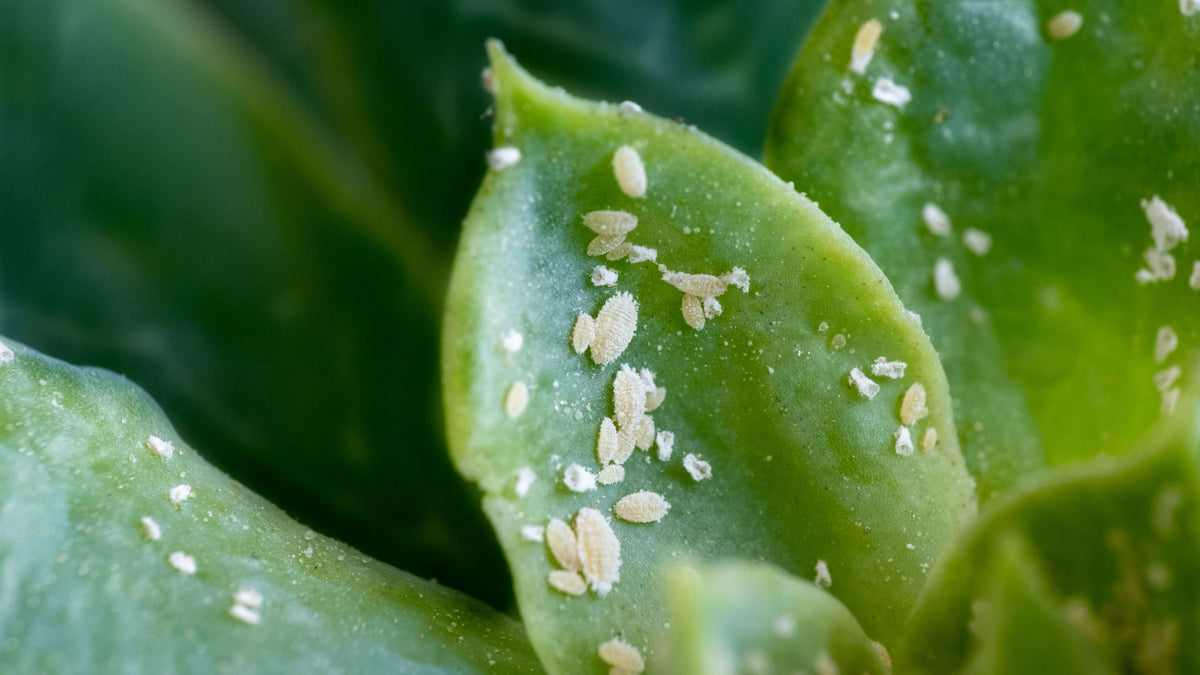 cactus pants Cactus' Pants – KeanoManuel main image 0