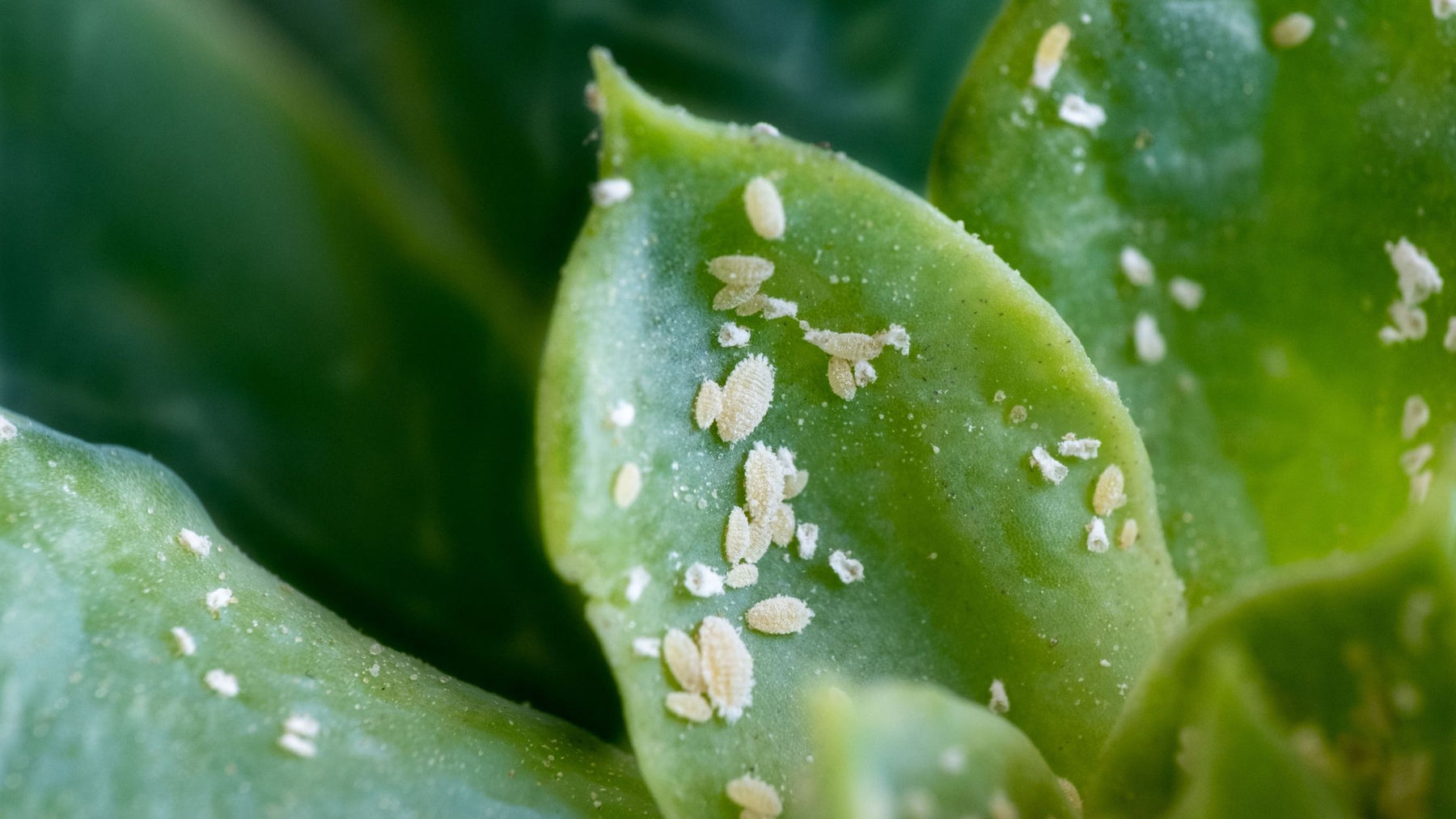 Mealybugs - Cactus en ligne