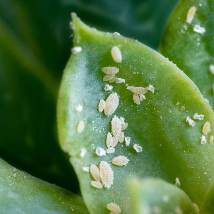 Mealybugs - Cactus en ligne