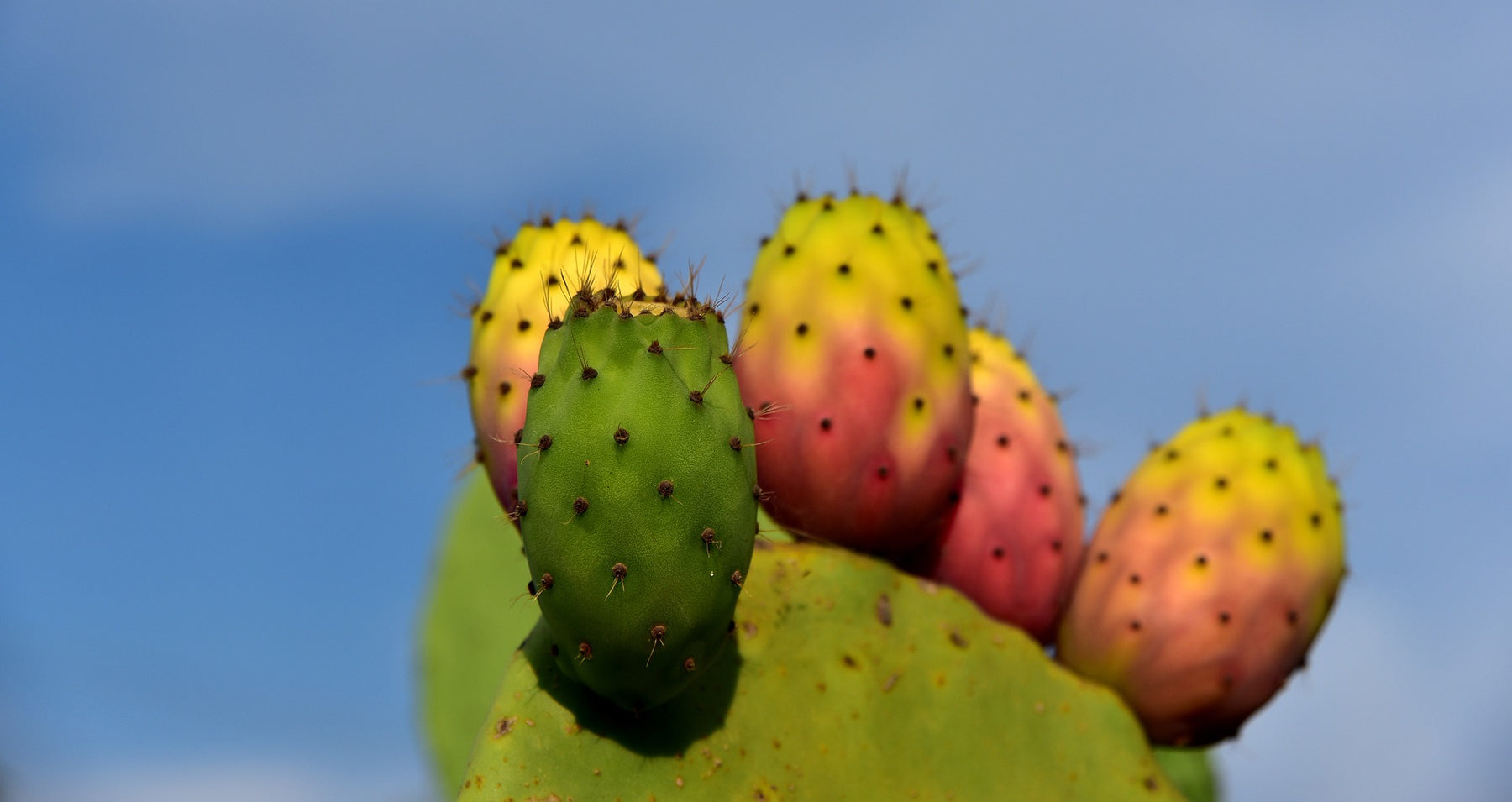 Cactus Fruit - Cactus en ligne