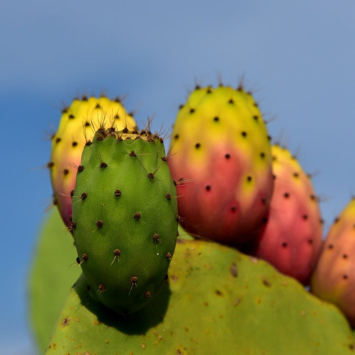 Cactus Fruit - Cactus en ligne