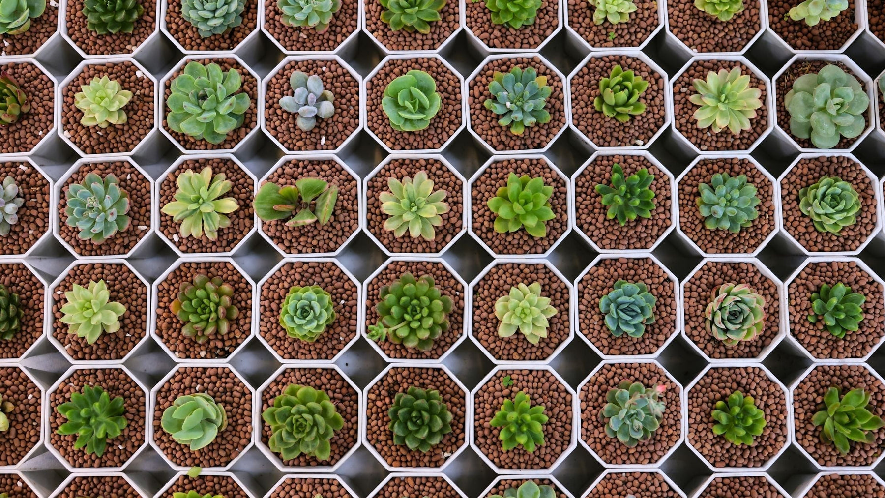 Succulent Collection - Cactus en ligne