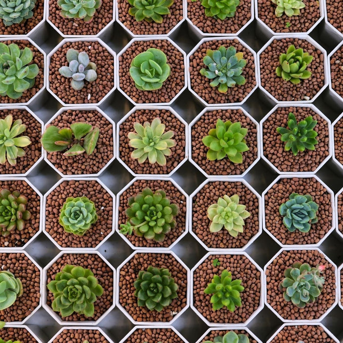 Succulent Collection - Cactus en ligne