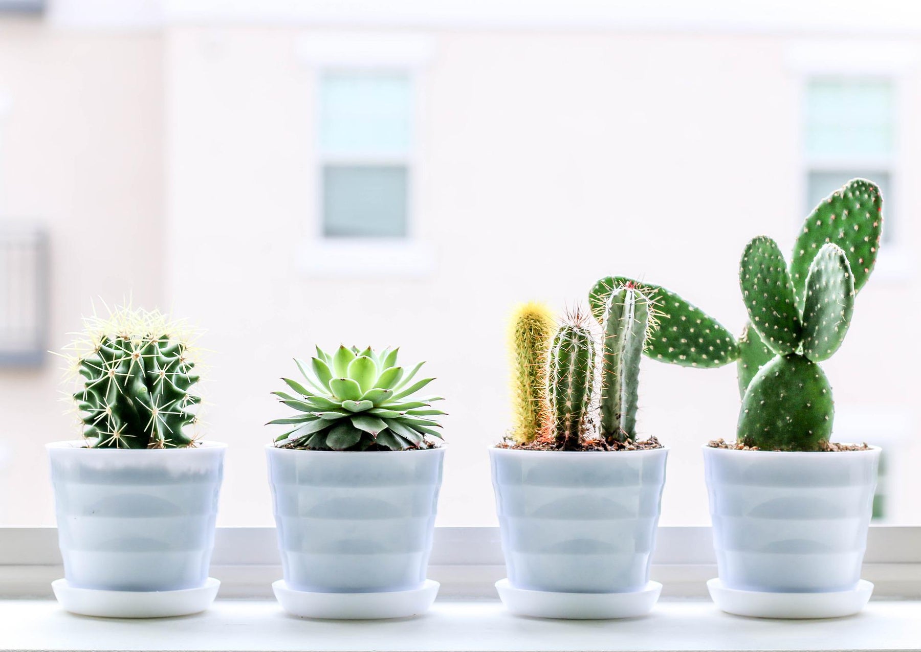 How to Prepare and Care for Your Succulents and Cacti this Winter