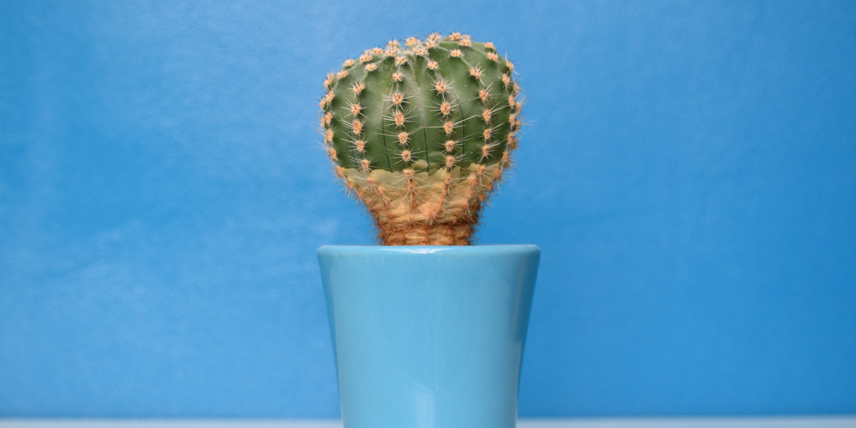 Why is my cactus turning brown?  Cactus en Ligne