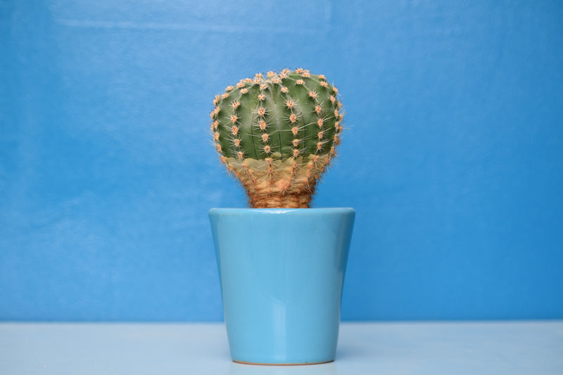 cactus cap Cactus Ropes Hat Black/White w/Stitching main image 1
