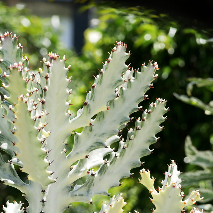 Euphorbia Lactea 'White Ghost' Care Guide