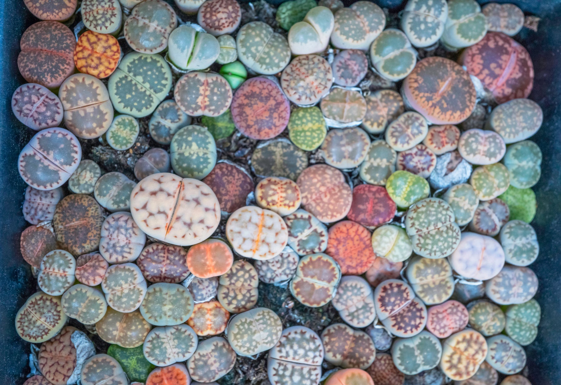 Lithops Care Guide