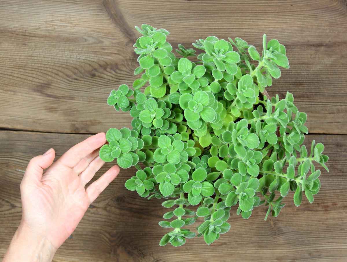 plectranthus amboinicus flower