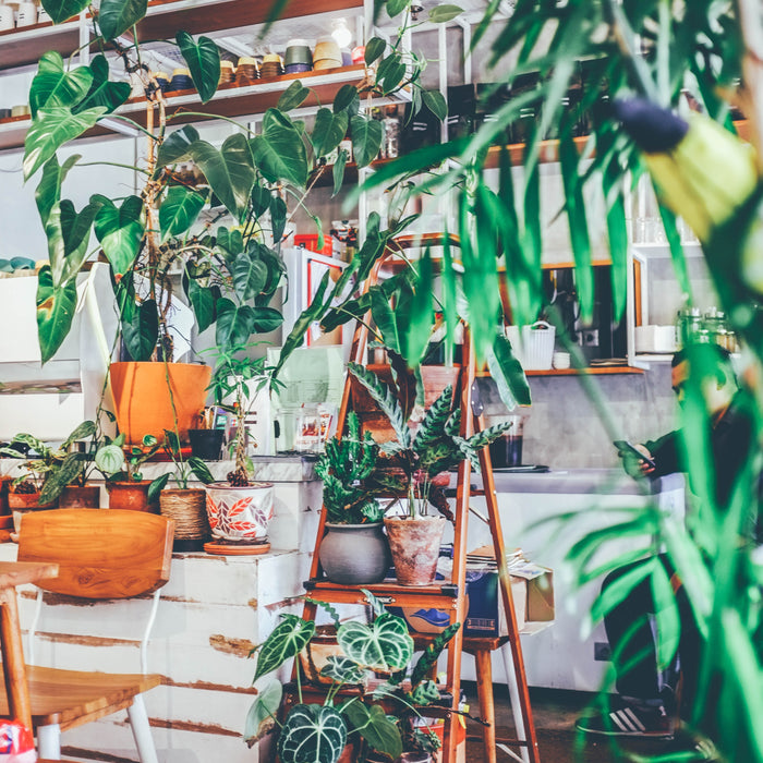 How to Grow an Indoor Garden This Winter