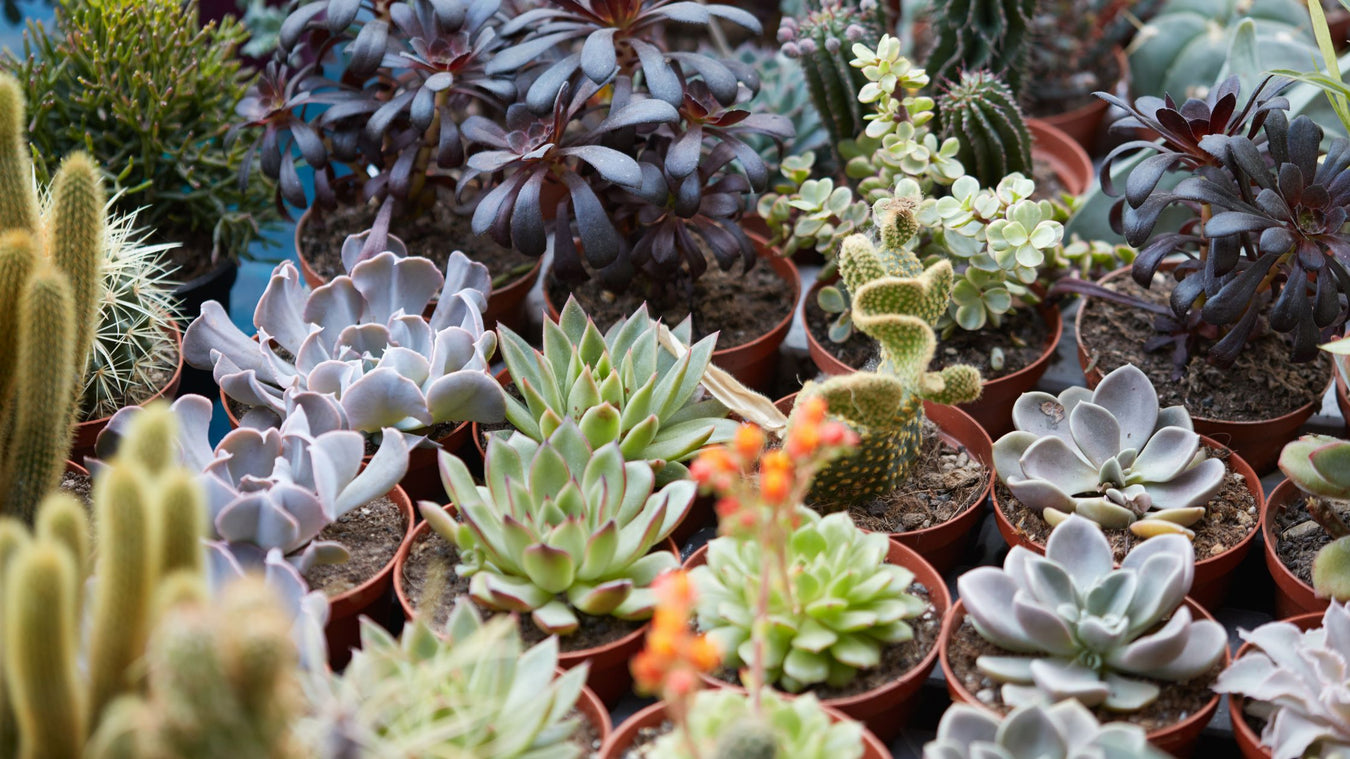 Succulent Collection - Cactus en ligne