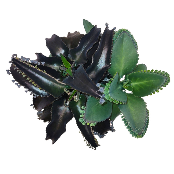 Kalanchoé Laetivirens 'Mère de milliers'