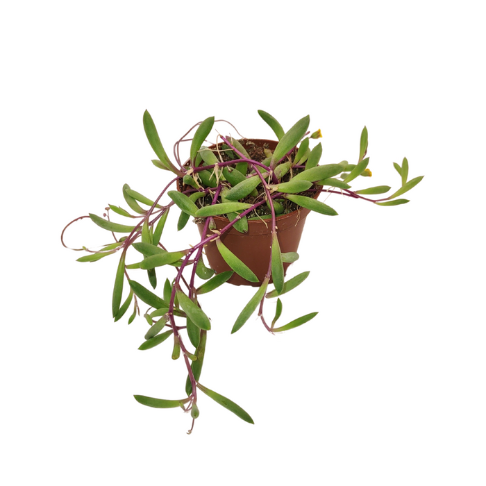 Othonna capensis 'Ruby Necklace' - Cactus en ligne