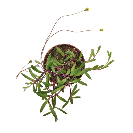 Othonna capensis 'Ruby Necklace' - Cactus en ligne