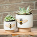 Emboss Bee Planter - Cactus en ligne