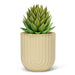 Ridged Planter 4.5" (11 cm) - Cactus en ligne