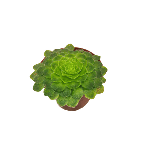 Aeonium Tabuliforme - Cactus en ligne