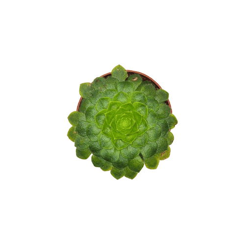 Aeonium Tabuliforme - Cactus en ligne