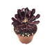 Aeonium 'Zwartkop' - Cactus en ligne
