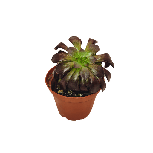 Aeonium 'Zwartkop' - Cactus en ligne