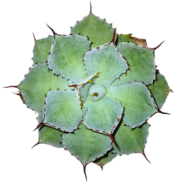 Agave Potatorum 'Kichiokan' - Cactus en ligne