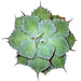 Agave Potatorum 'Kichiokan' - Cactus en ligne