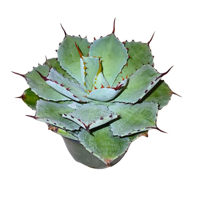 Agave Potatorum 'Kichiokan' - Cactus en ligne