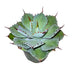 Agave Potatorum 'Kichiokan' - Cactus en ligne