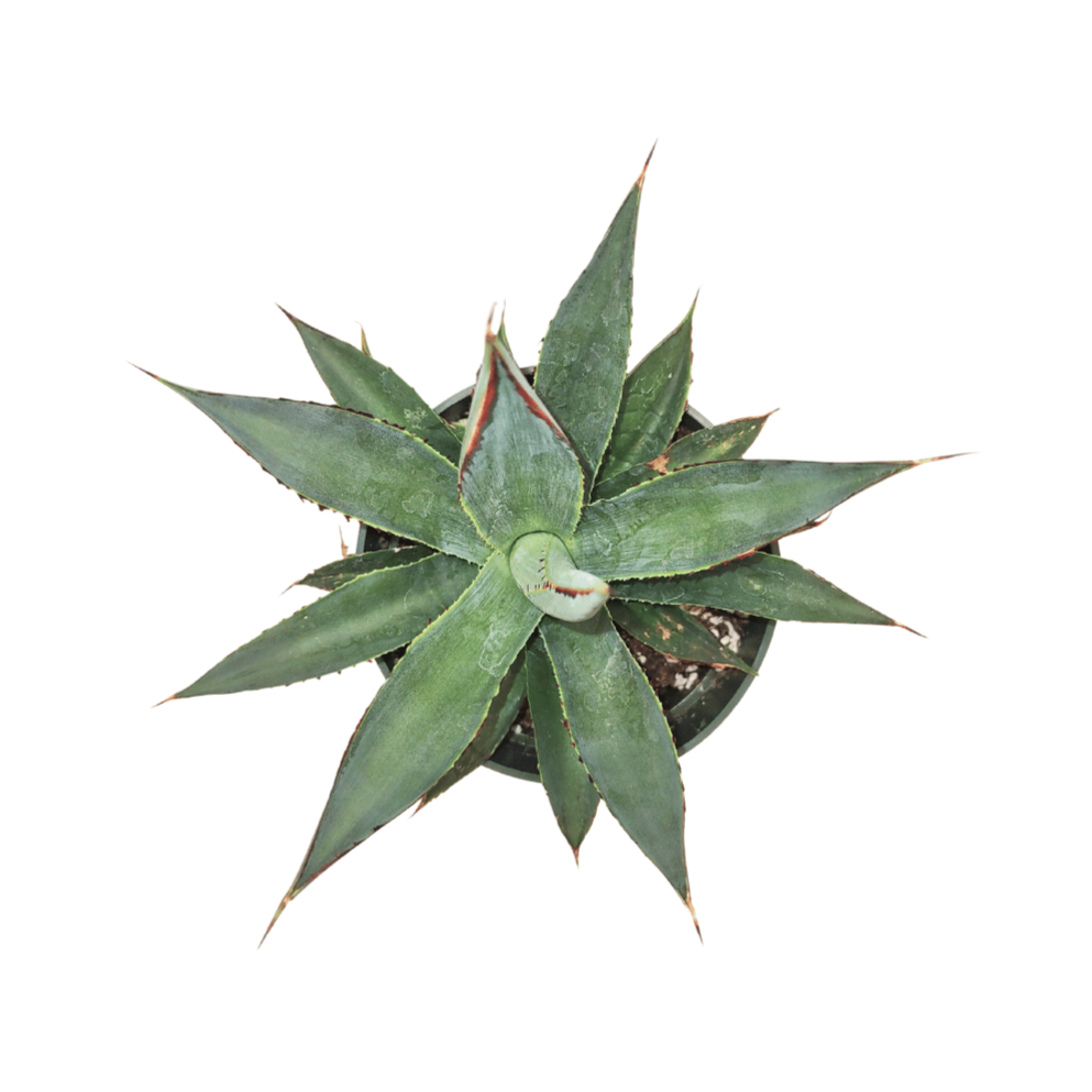 Agave 'Blue Glow' — Cactus en Ligne