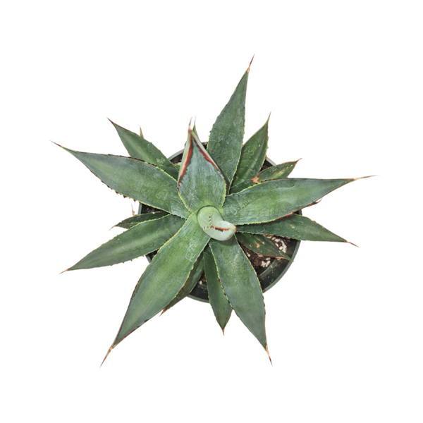 Agave 'Blue Glow' — Cactus en Ligne