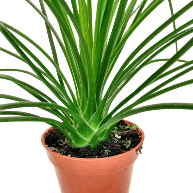 spaghetti plant succulent Agave Geminiflora 'Spaghetti strap' — Cactus en Ligne