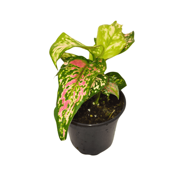 aglaonema 'katrina Aglaonema 'Katrina' — Cactus en Ligne